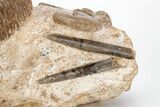 Fossil Ammonite, Bivalve, and Belemnite Association - England #211929-4